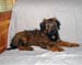 Bode june 2006