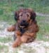 Bode june 2006