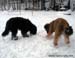 Missu and Bode in the snow, november 2006