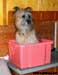 Wiltsu is a silly silly boy!